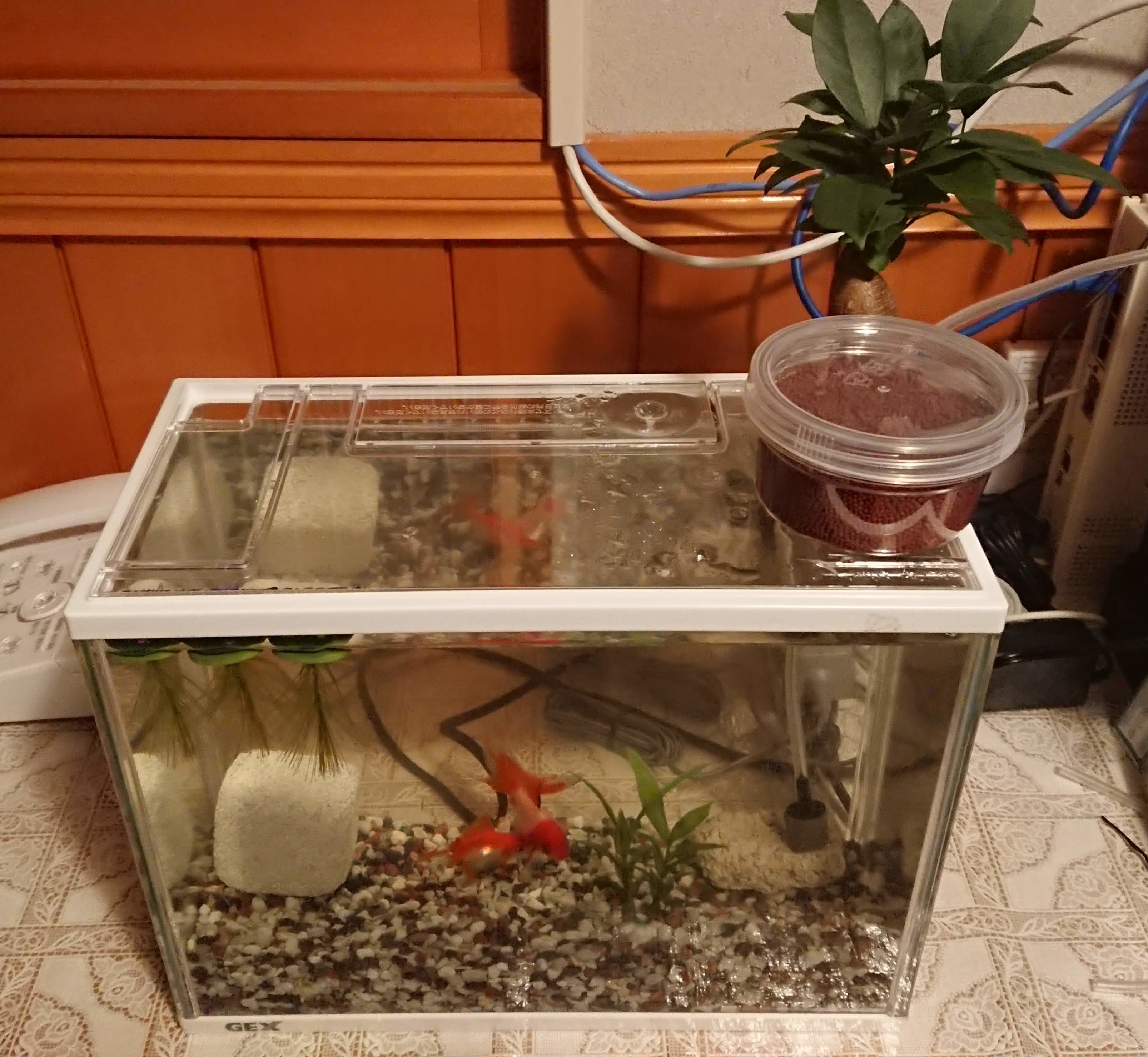 水換えのいらない水槽 立ち上げ編 気付いたらオジサン